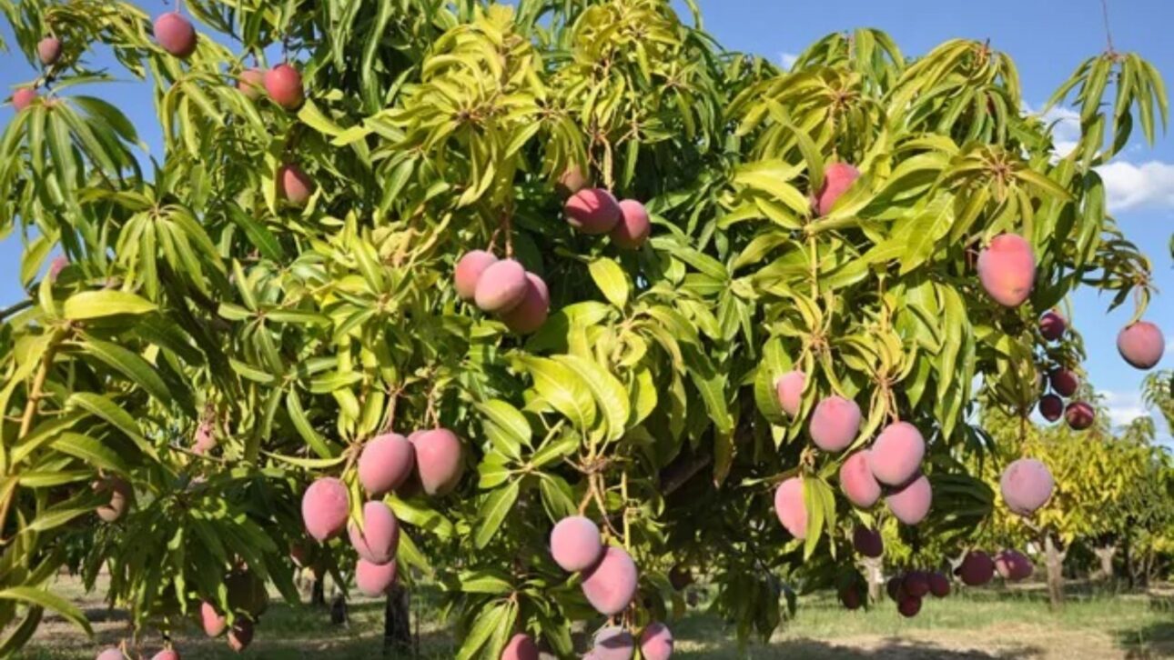 La mayor finca de mangas de Brasil genera 1.400 empleos, usa robots en la selección de las frutas y mantiene escuela rural con robótica y energía solar.