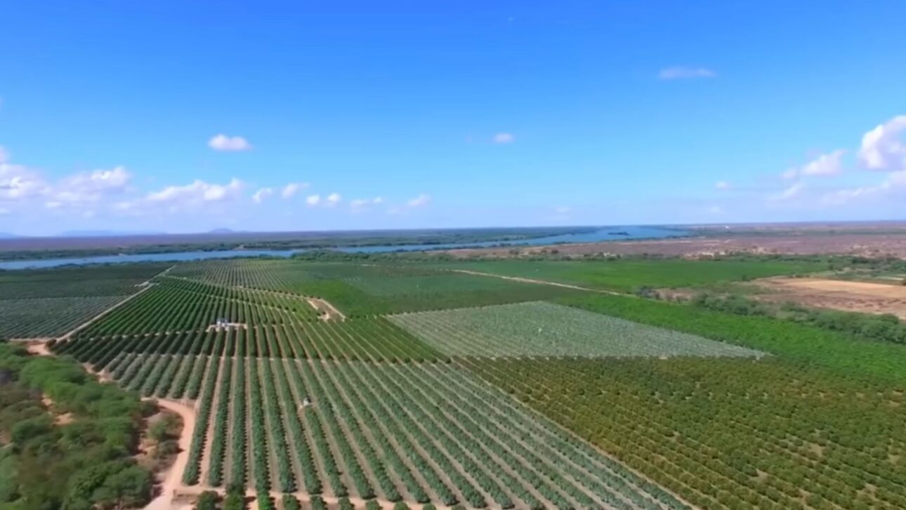 La mayor finca de mangas de Brasil genera 1.400 empleos, usa robots en la selección de las frutas y mantiene escuela rural con robótica y energía solar.