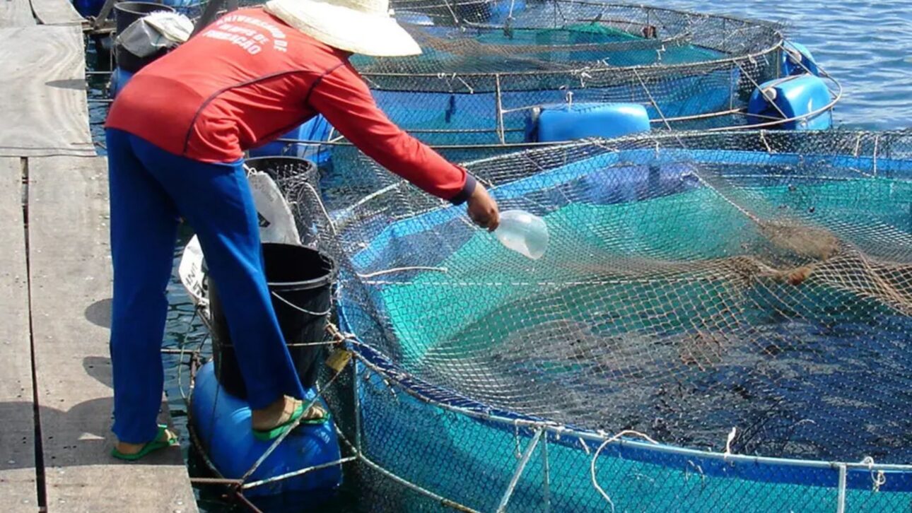 Verano Impulsa la Tilapicultura en Brasil, Con Aumento del Consumo, Producción en Alta y Proyecciones de Crecimiento de Ingresos para el Sector.