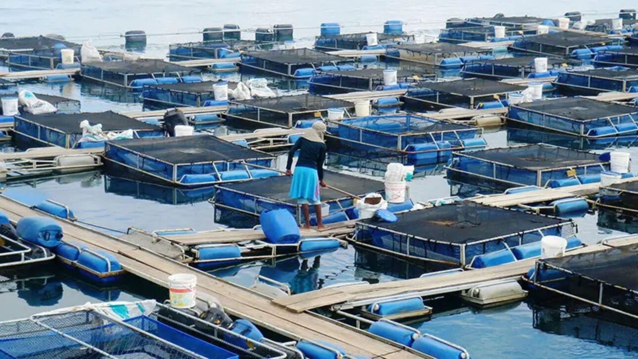 Verano Impulsa la Tilapicultura en Brasil, Con Aumento del Consumo, Producción en Alta y Proyecciones de Crecimiento de Ingresos para el Sector.