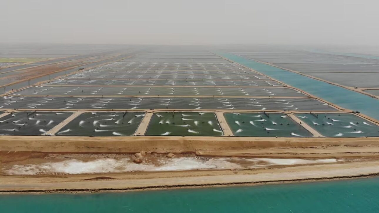 Megafazenda da NAQUA no Mar Vermelho produz 60 mil toneladas de camarão por ano e planeja expansão para 250 mil toneladas com aquicultura integrada