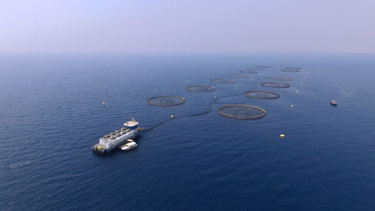 Megafazenda da NAQUA no Mar Vermelho produz 60 mil toneladas de camarão por ano e planeja expansão para 250 mil toneladas com aquicultura integrada