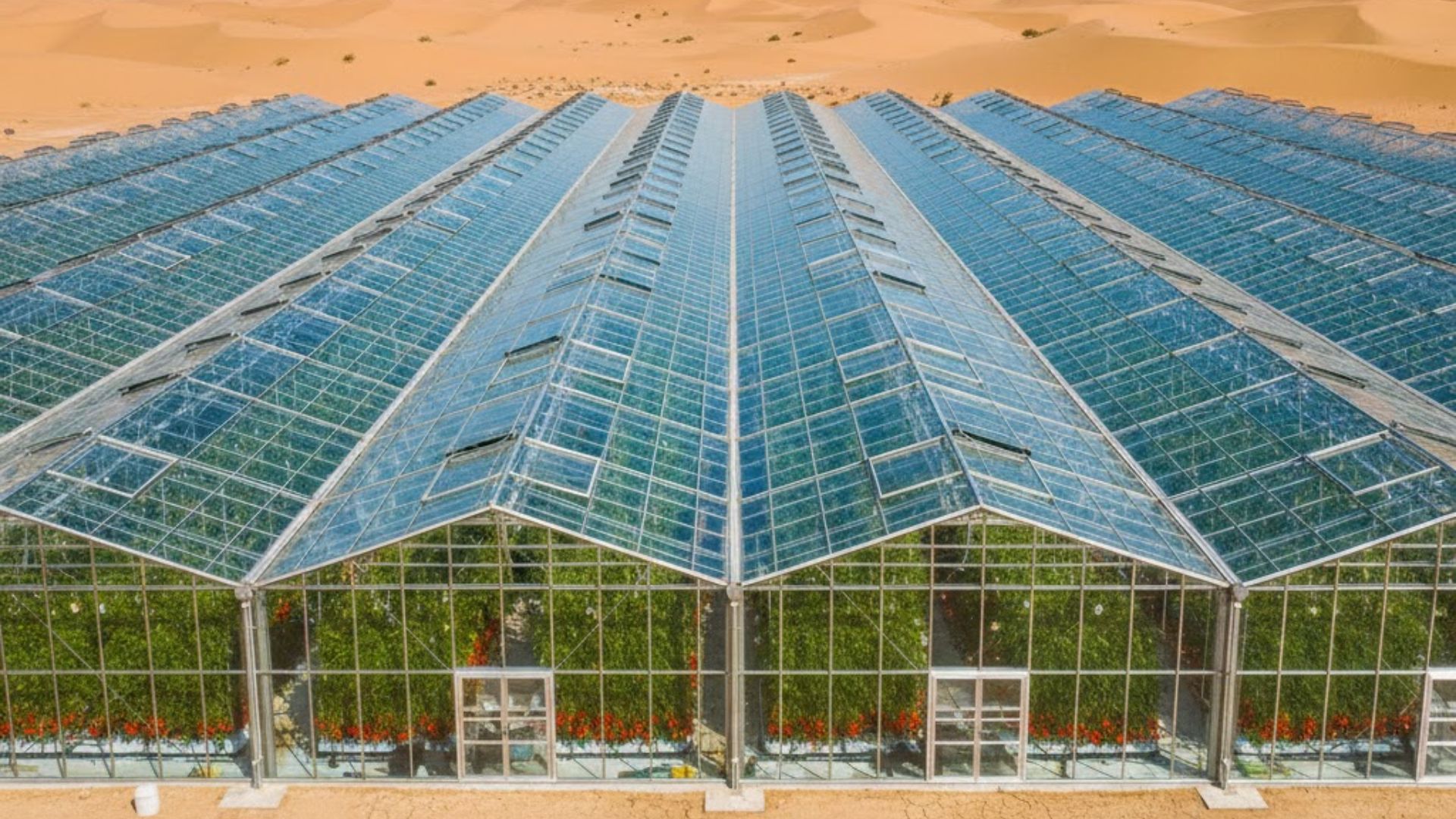 Pure Harvest produz mais de 15 milhões de kg por ano em estufas climatizadas nos Emirados, garantindo tomates e frutas o ano inteiro no deserto.