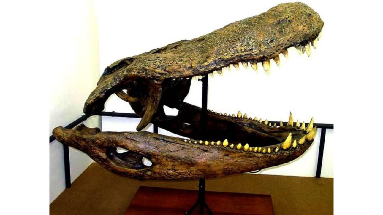 Purussaurus brasiliensis tuvo hasta 12,5 metros, 8,4 toneladas y mordida estimada en 69 mil N, dominando ríos de la proto-Amazonía en el Mioceno.