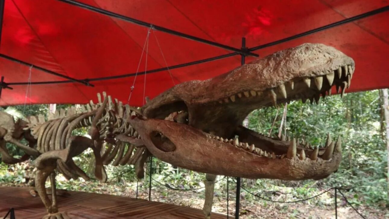 Purussaurus brasiliensis tuvo hasta 12,5 metros, 8,4 toneladas y mordida estimada en 69 mil N, dominando ríos de la proto-Amazonía en el Mioceno.