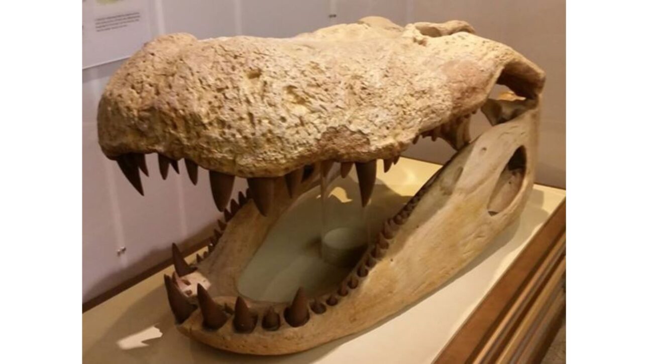 Purussaurus brasiliensis tuvo hasta 12,5 metros, 8,4 toneladas y mordida estimada en 69 mil N, dominando ríos de la proto-Amazonía en el Mioceno.