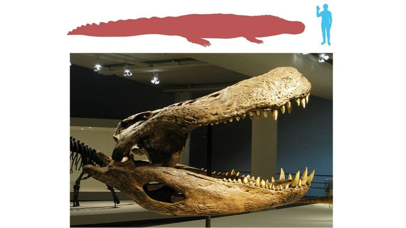 Purussaurus brasiliensis tuvo hasta 12,5 metros, 8,4 toneladas y mordida estimada en 69 mil N, dominando ríos de la proto-Amazonía en el Mioceno.