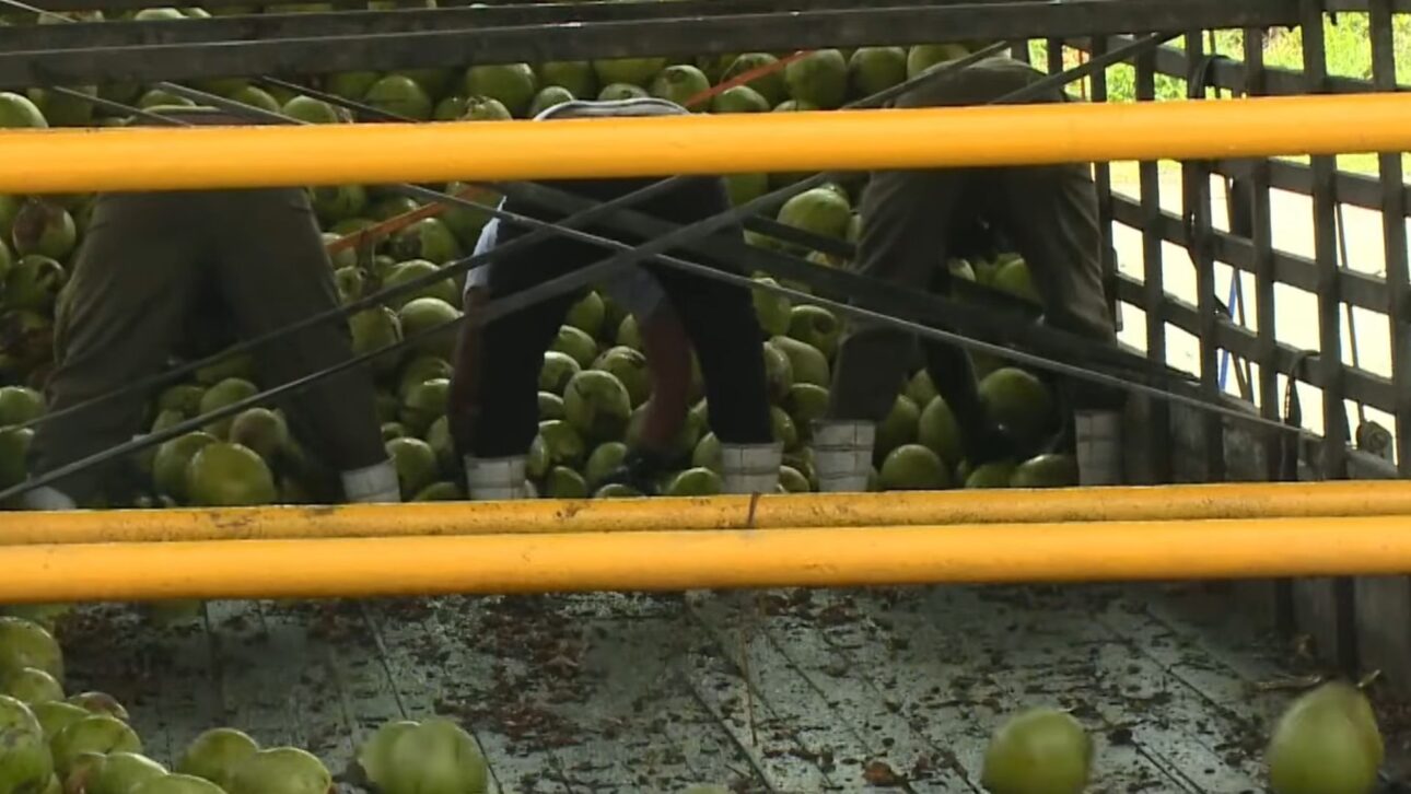 Paraipaba lidera el coco de la bahía con 6 mil hectáreas, casi 20 mil toneladas e irrigación de precisión que sostiene ingresos, industria y escala en la agricultura de Ceará.