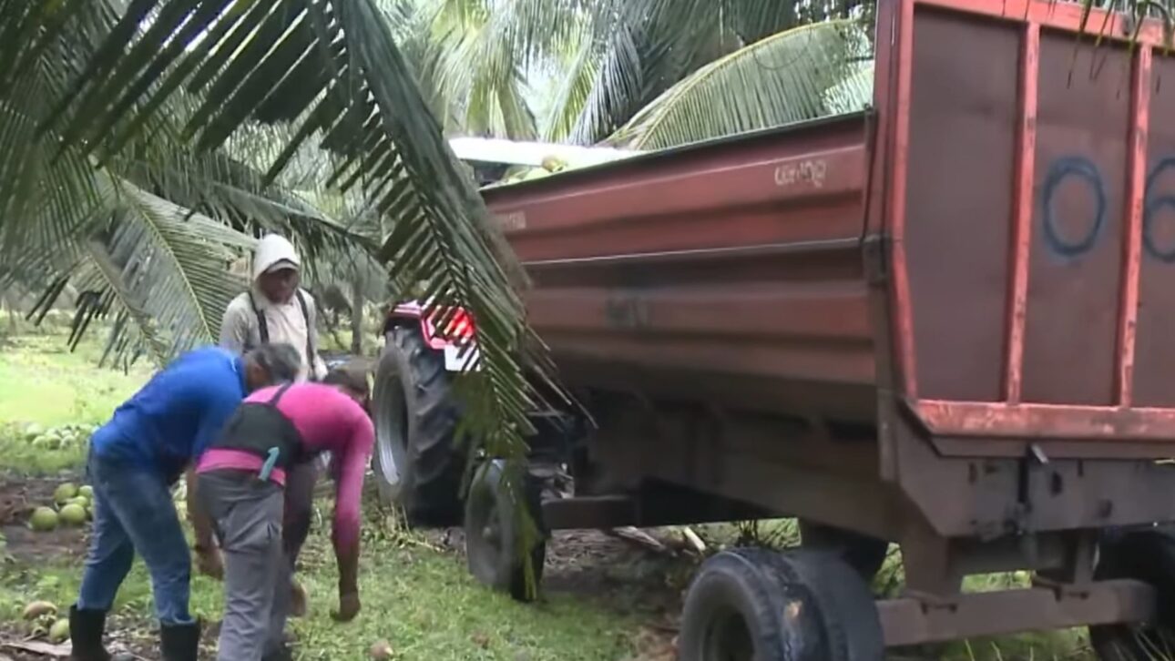 Paraipaba lidera el coco de la bahía con 6 mil hectáreas, casi 20 mil toneladas e irrigación de precisión que sostiene ingresos, industria y escala en la agricultura de Ceará.