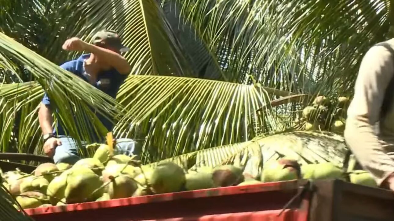 Paraipaba lidera el coco de la bahía con 6 mil hectáreas, casi 20 mil toneladas e irrigación de precisión que sostiene ingresos, industria y escala en la agricultura de Ceará.