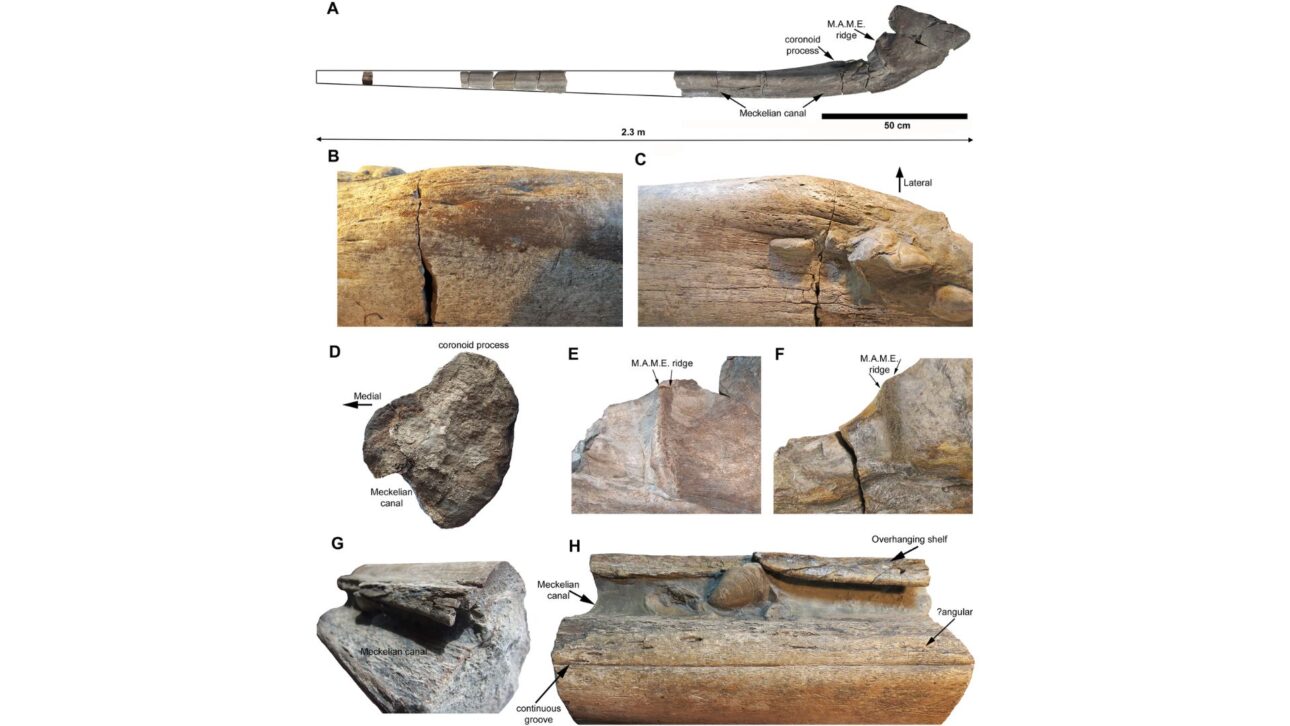 Comparación del holotipo (BRSMG Cg3178, A y C surangular derecho, espécimen BAS) y del espécimen referido (BRSMG Cg2488, B y D surangular izquierdo, espécimen Lilstock) de Ichthyotitan severnensis gen. et sp. nov. Para facilitar la comparación, A y C fueron invertidos.