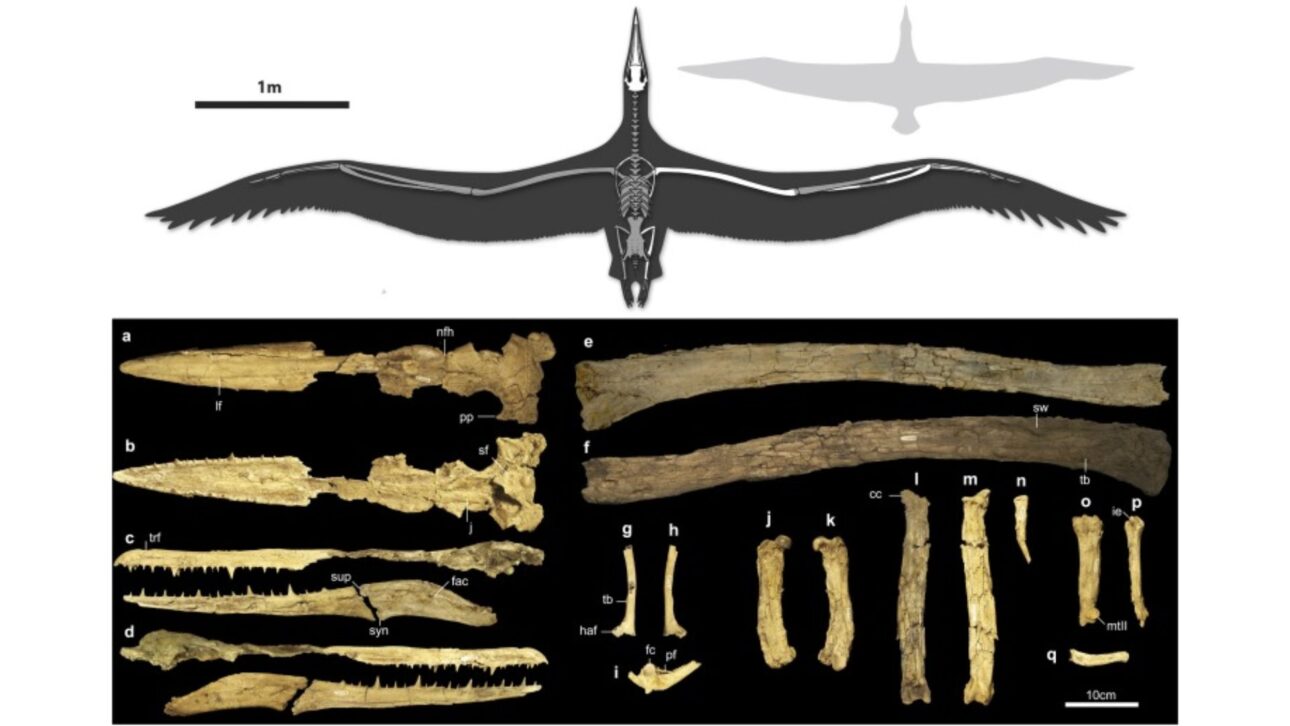( Superior ) Reconstrucción de P. sandersi (elementos preservados en el holotipo se muestran en blanco) con D. exulans (albatros real; envergadura media de 3 m) para comparación de escala. ( Inferior ) Cráneo del holotipo de P. sandersi (ChM PV4768) en (a) vista dorsal, (b) vista ventral, (c) vista lateral izquierda (mandíbula en vista medial) y (d) vista lateral derecha (mandíbula en vista lateral). Húmero derecho en (e) vista caudal y (f) vista craneal. Escápula en (g) vista lateral y (h) vista medial. (i) Fúrcula parcial del fémur en (j) vista craneal y (k) vista caudal. Tibiotarso en (l) vista craneal y (m) vista caudal. Fíbula en (n) vista lateral. Tarsometatarso en (o) vista dorsal (porción distal expuesta en la vista medial debido a la deformación) y (p) rotacionado para mostrar la porción distal en vista dorsal. (q) Falange del pie. cc, Crista cnemial lateral; fac, fosa aditus canalis neurovascularis; fc, faceta; haf, faceta articular humeral; ie, eminencia intercotilar; j, yugular; lf, surco lateral; mtII, tróclea metatarsal II; nfh, bisagra nasofrontal; pf, foramen neumático; pp, proceso parocipital; sf, fosa subcondilar; sup, supra-angular; sw, hinchazón en la cresta deltopectoral; syn, articulación sinovial; tb, tubérculo; trf, surco transversal.