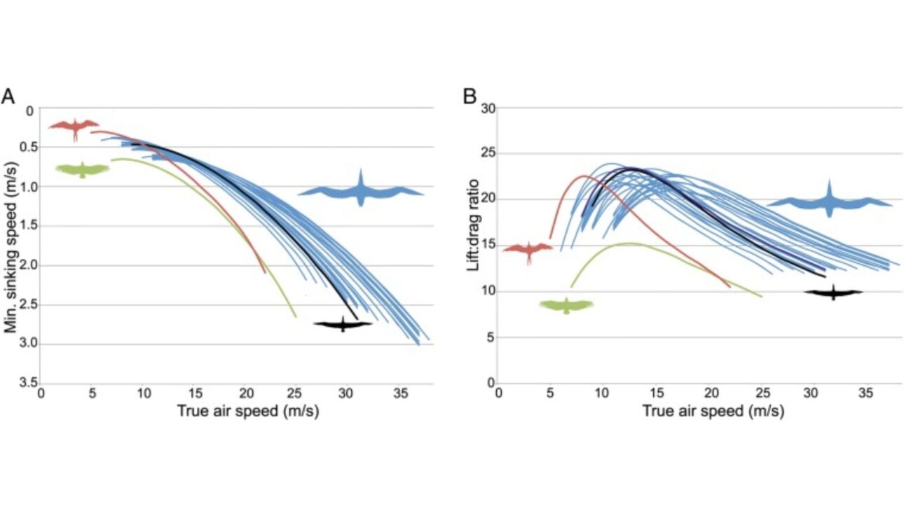 ( A ) Polares de planeo y ( B ) razones de sustentación:arrastre para P. sandersi modeladas en el Flight 1.25 (2). Resultados de 24 análisis utilizando diferentes combinaciones de estimaciones de masa (21,9–40,1 kg), envergadura (6,06–7,38 m) y relación de aspecto (13,0–15,0) en azul; valores modelados para una fragata ( Fregata magnificens ; rojo), albatros ( Diomedea chrysostoma ; negro) y buitre ( Coragyps atratus ; verde) de la base de datos Wings en el Flight 1.25 se muestran para comparación. Los análisis individuales se presentan en Apéndice SI.