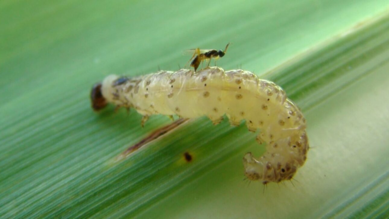 Brasil libera billones de microavispa en cañaverales para controlar plagas, reducir insecticidas y proteger la producción de azúcar y etanol.