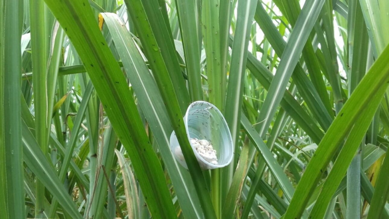 Brasil libera billones de microavispa en cañaverales para controlar plagas, reducir insecticidas e proteger a produção de açúcar e etanol.