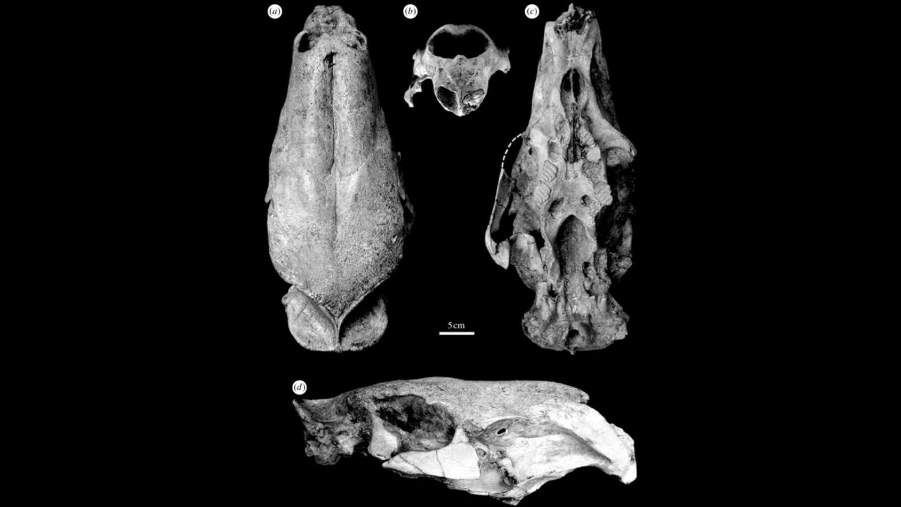 Cráneo fósil de Josephoartigasia monesi, mayor roedor ya descubierto, encontrado en Uruguay y utilizado para estimaciones de peso cercanas a 1 tonelada. (Imagen: Royal Society)