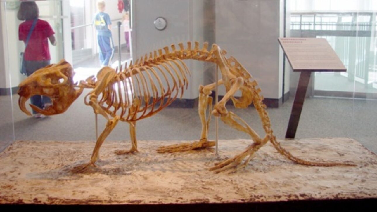 Esqueleto reconstruido de Josephoartigasia monesi, mayor roedor ya descubierto, exhibido en museo y basado en fósiles encontrados en Uruguay. (Imagen: Wikimedia Commons)