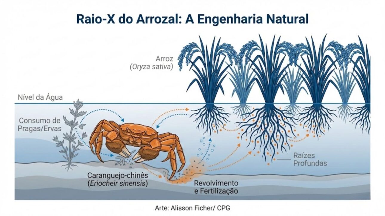 China Adota Sistema Com Caranguejos Em Arrozais Para Reduzir Agrotóxicos, Controlar Pragas E Recuperar O Solo Em Mais De 100 Mil Hectares Agrícolas.