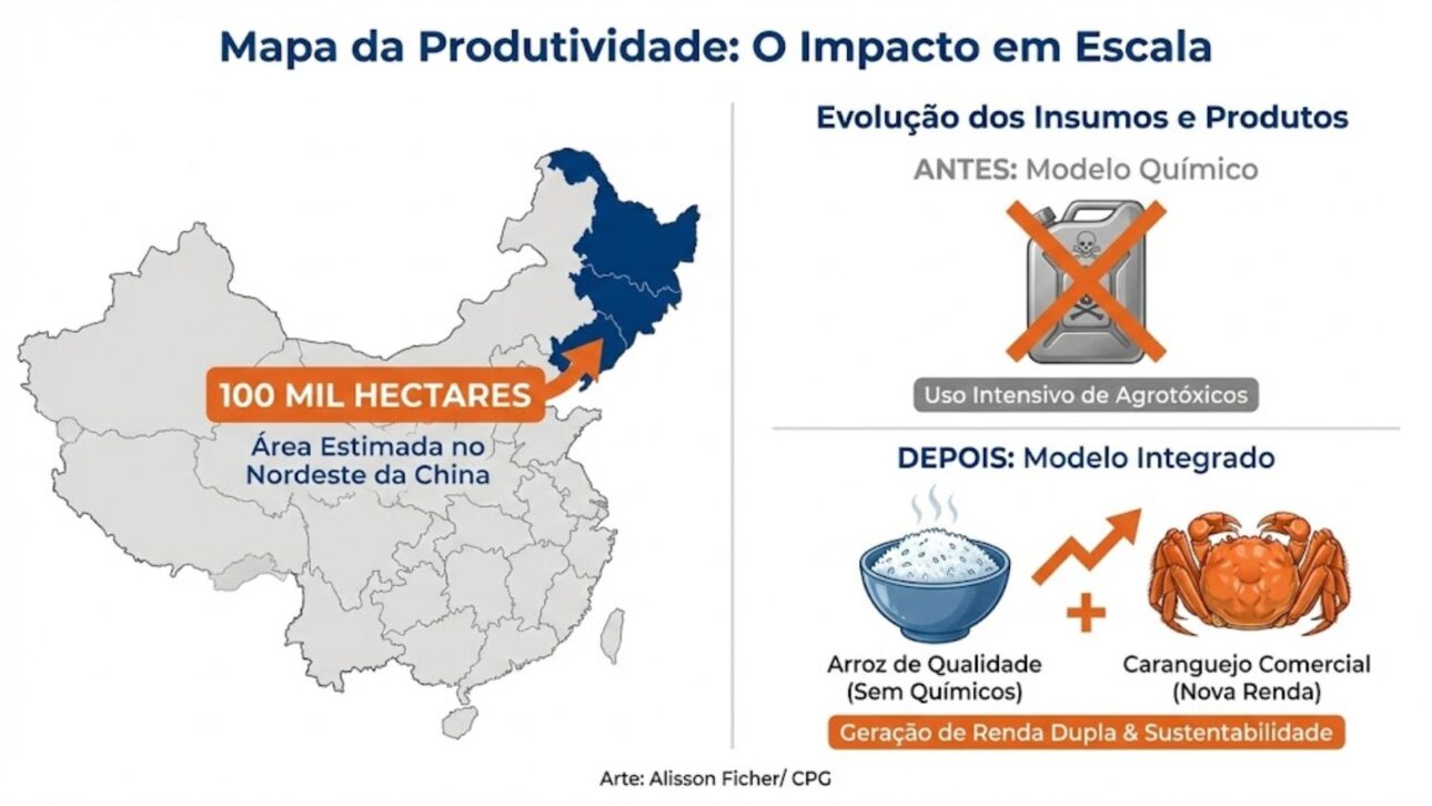 China Adota Sistema Com Caranguejos Em Arrozais Para Reduzir Agrotóxicos, Controlar Pragas E Recuperar O Solo Em Mais De 100 Mil Hectares Agrícolas.