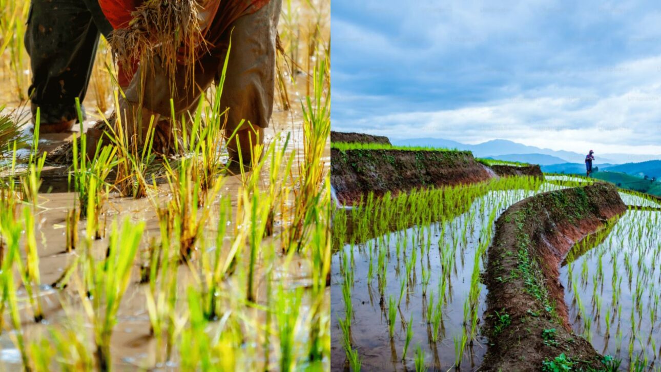China Adota Sistema Com Caranguejos Em Arrozais Para Reduzir Agrotóxicos, Controlar Pragas E Recuperar O Solo Em Mais De 100 Mil Hectares Agrícolas.