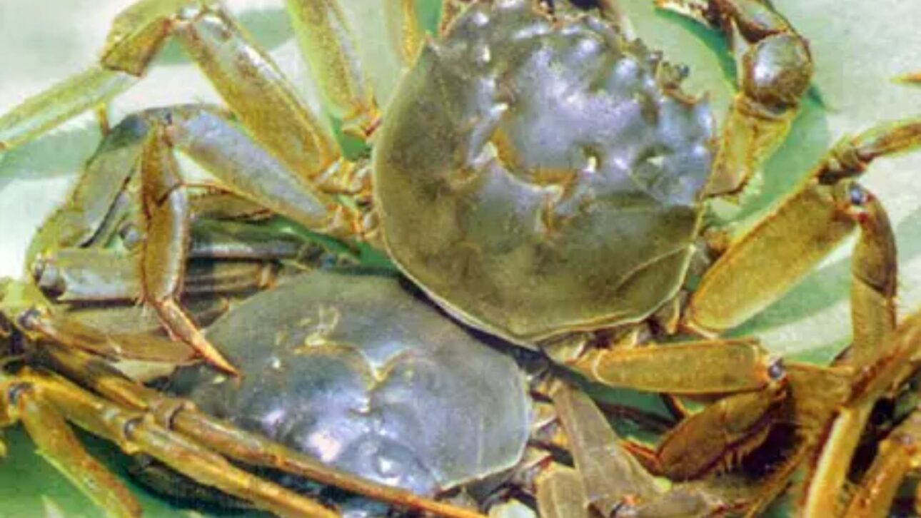 China Adota Sistema Com Caranguejos Em Arrozais Para Reduzir Agrotóxicos, Controlar Pragas E Recuperar O Solo Em Mais De 100 Mil Hectares Agrícolas.