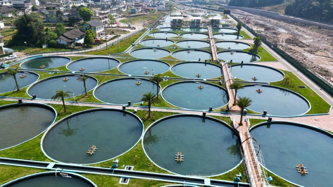 China Lidera El Caviar Global Con La Kaluga Queen: Esturiones En Tanques, 260 T/Año, Exportaciones En Masa Y Cadena Industrial En Agua Dulce.