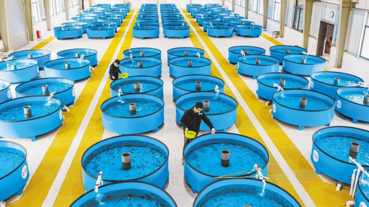 China Lidera El Caviar Global Con La Kaluga Queen: Esturiones En Tanques, 260 T/Año, Exportaciones En Masa Y Cadena Industrial En Agua Dulce.