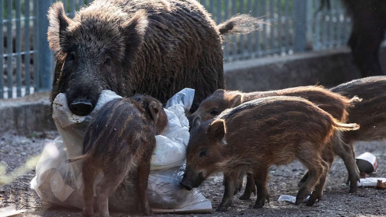 Dinamarca eleva cerca en la frontera con Alemania para detener jabalíes y reducir el riesgo de peste porcina africana en la producción porcina exportadora.