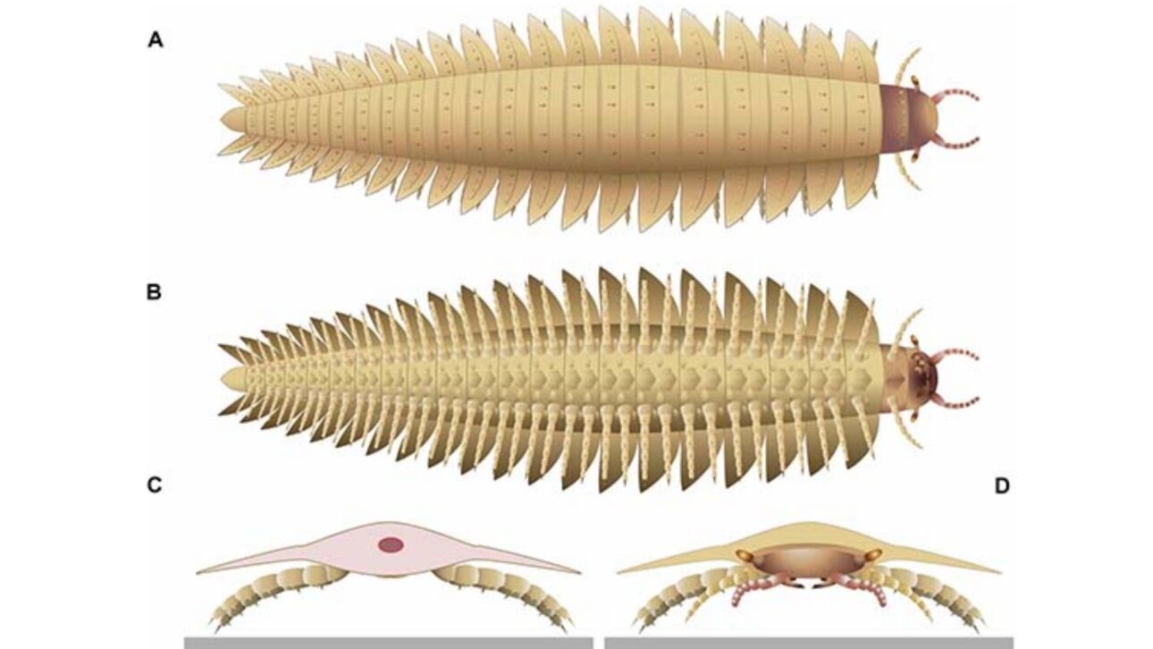 Arthropleura alcanzó hasta 2,6 metros y entró en la historia como el mayor artrópode terrestre ya conocido, según registros fósiles del Carbonífero.