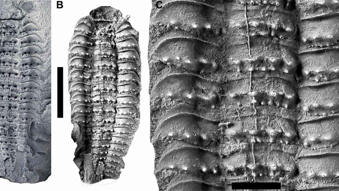 Arthropleura alcanzó hasta 2,6 metros y entró en la historia como el mayor artrópode terrestre ya conocido, según registros fósiles del Carbonífero.