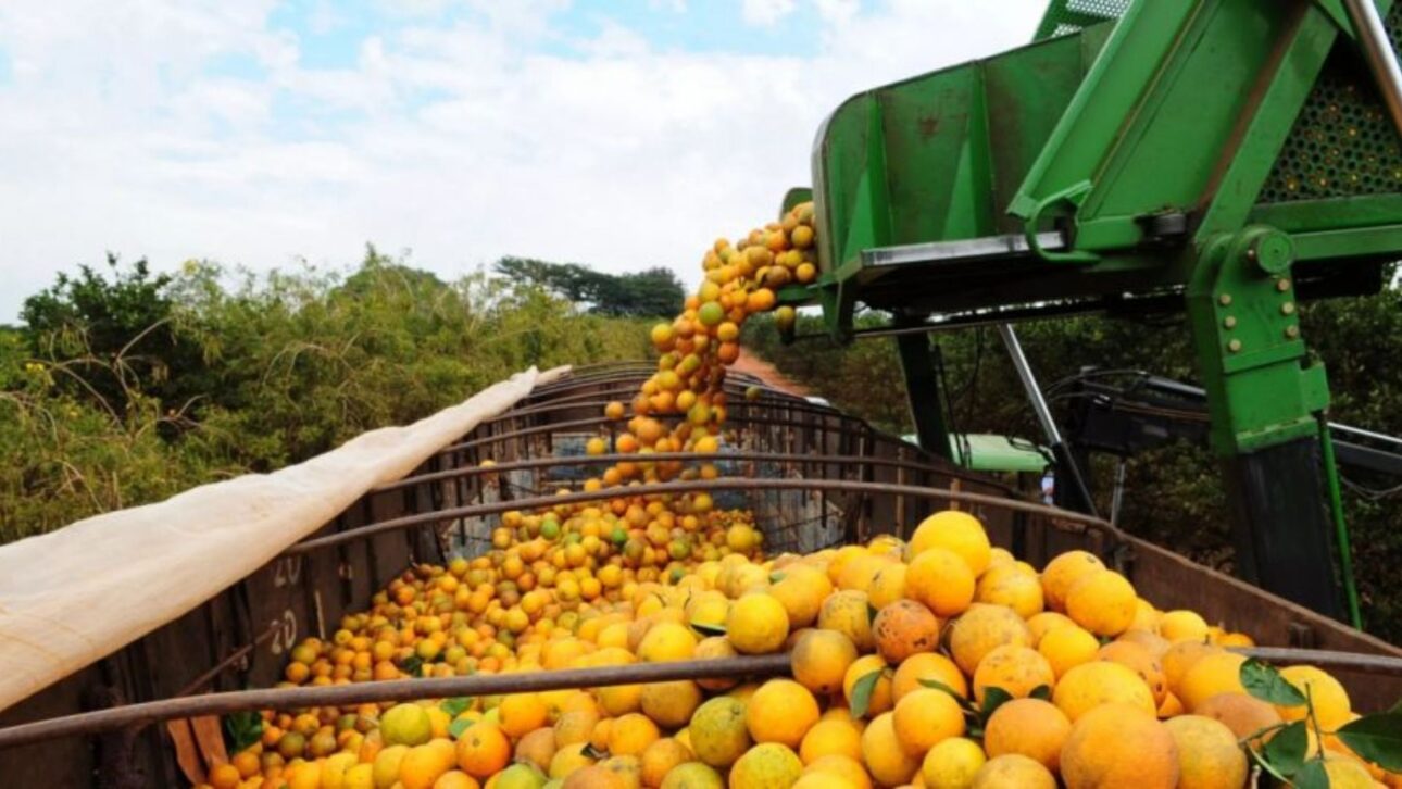 Sergipe lidera productividad agrícola no Brasil e se destaca em milho, leite, laranja e camarão, mesmo sendo o menor estado do país.