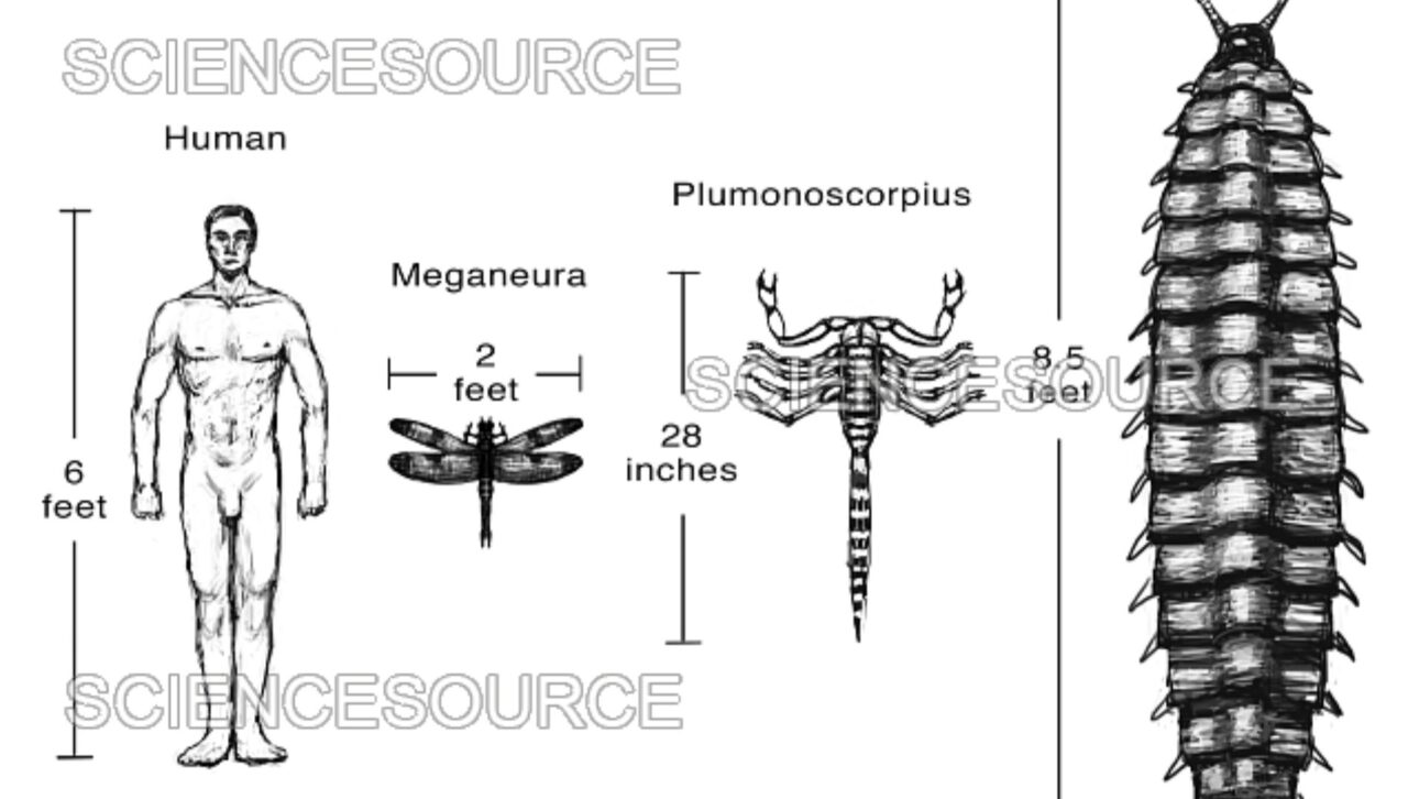 Comparación Visual Entre Escorpiones Prehistóricos Del Carbonífero Y Especies Actuales Evidencia La Diferencia De Tamaño Entre Artrópodes Antiguos. (Imagen: Wikimedia Commons)