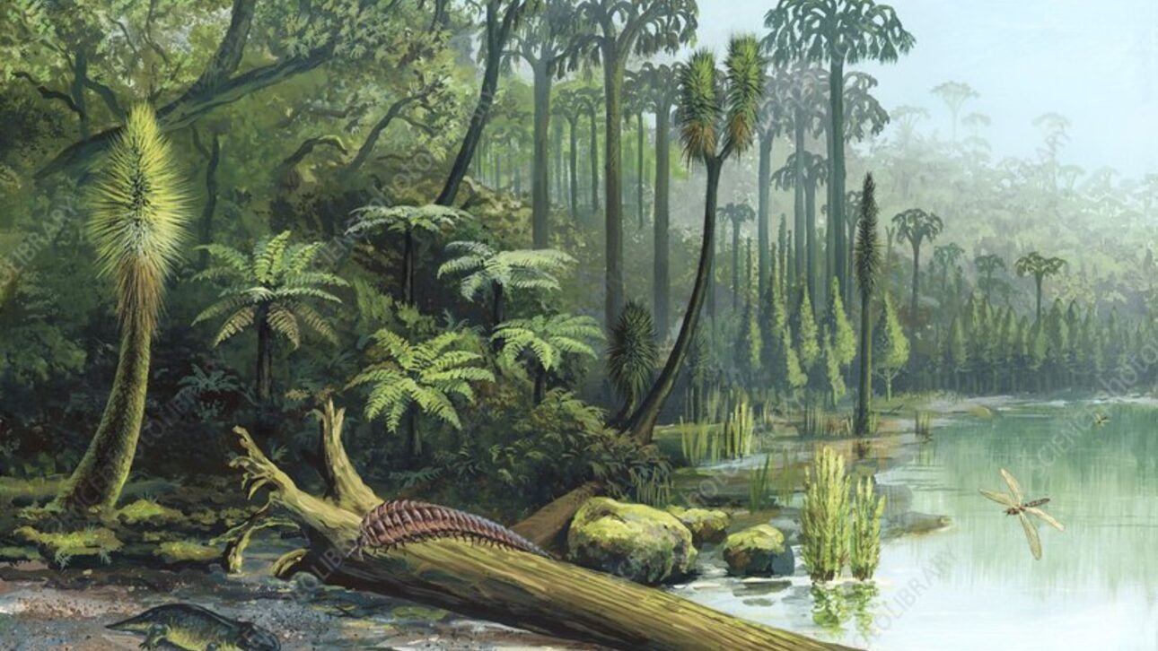 Ilustración Científica De Selva Pantanosa Del Período Carbonífero, Ambiente Asociado Al Surgimiento De Artrópodes Gigantes Y Altos Niveles De Oxígeno. (Imagen: Wikimedia Commons)