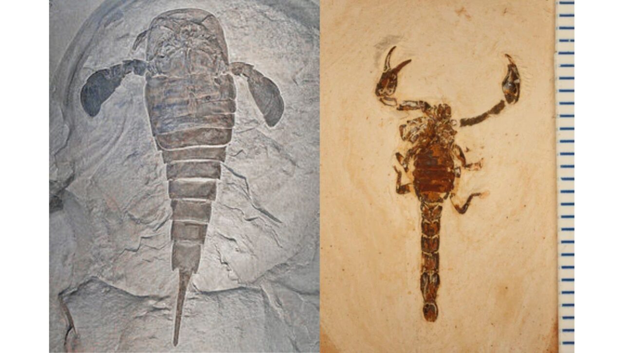 Fósil De Escorpión Del Período Carbonífero Ayuda A Comprender El Gigantismo De Artrópodes Prehistóricos Y La Evolución De Los Arácnidos Terrestres. (Imagen: Wikimedia Commons)