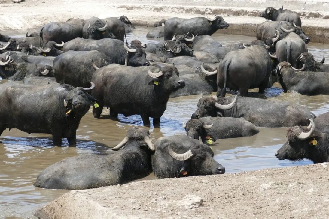 la invasión de búfalos en Brasil con búfalos ferales en la Reserva Biológica del Guaporé y en el Valle del Guaporé amenaza a las comunidades ribereñas.