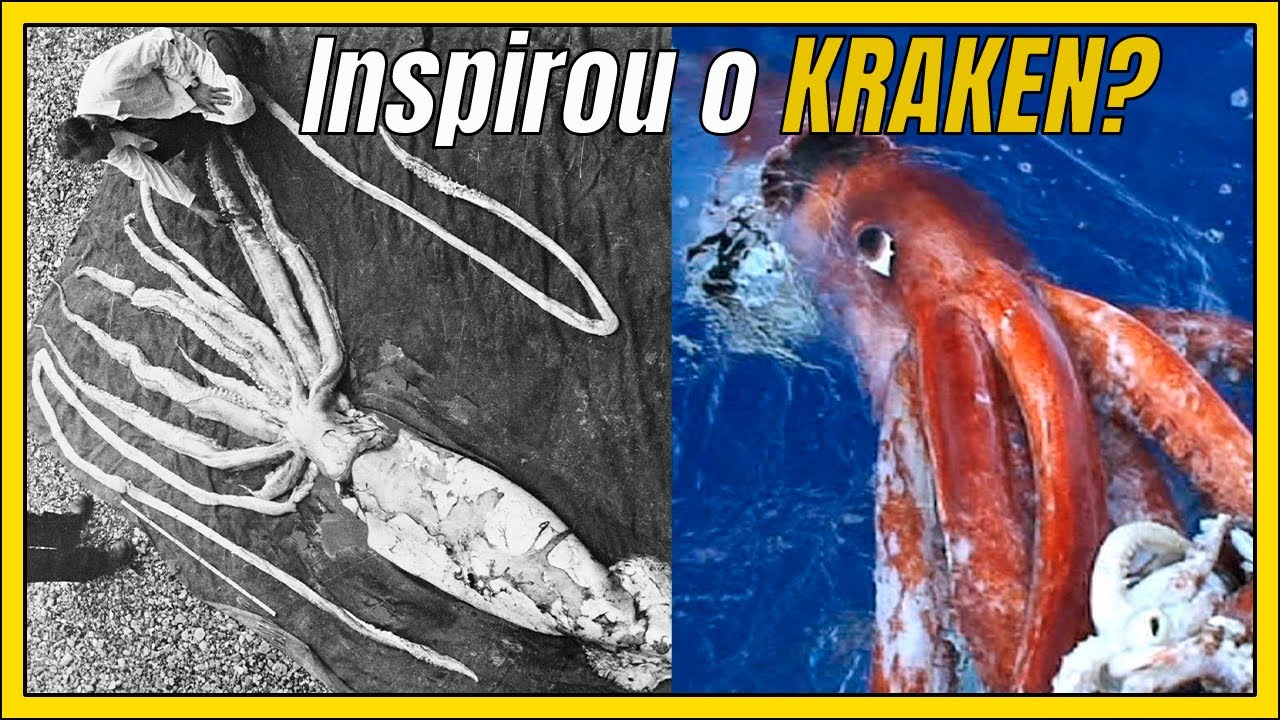 Com mais de 14 metros de comprimento e peso estimado acima de 500 kg, a lula-colossal entrou para a história como o maior invertebrado já documentado