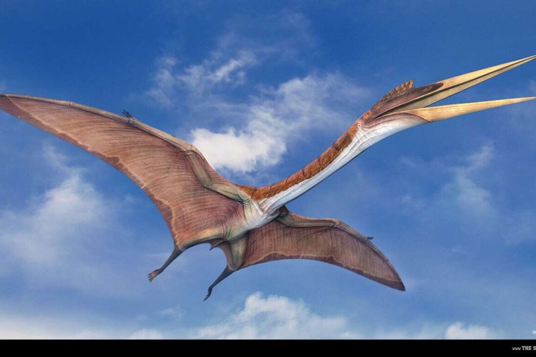 mayor animal volador de la historia Quetzalcoatlus northropi, pterosaurio gigante con envergadura de 11 metros cazando en pantanos de Texas y desafiando la física.