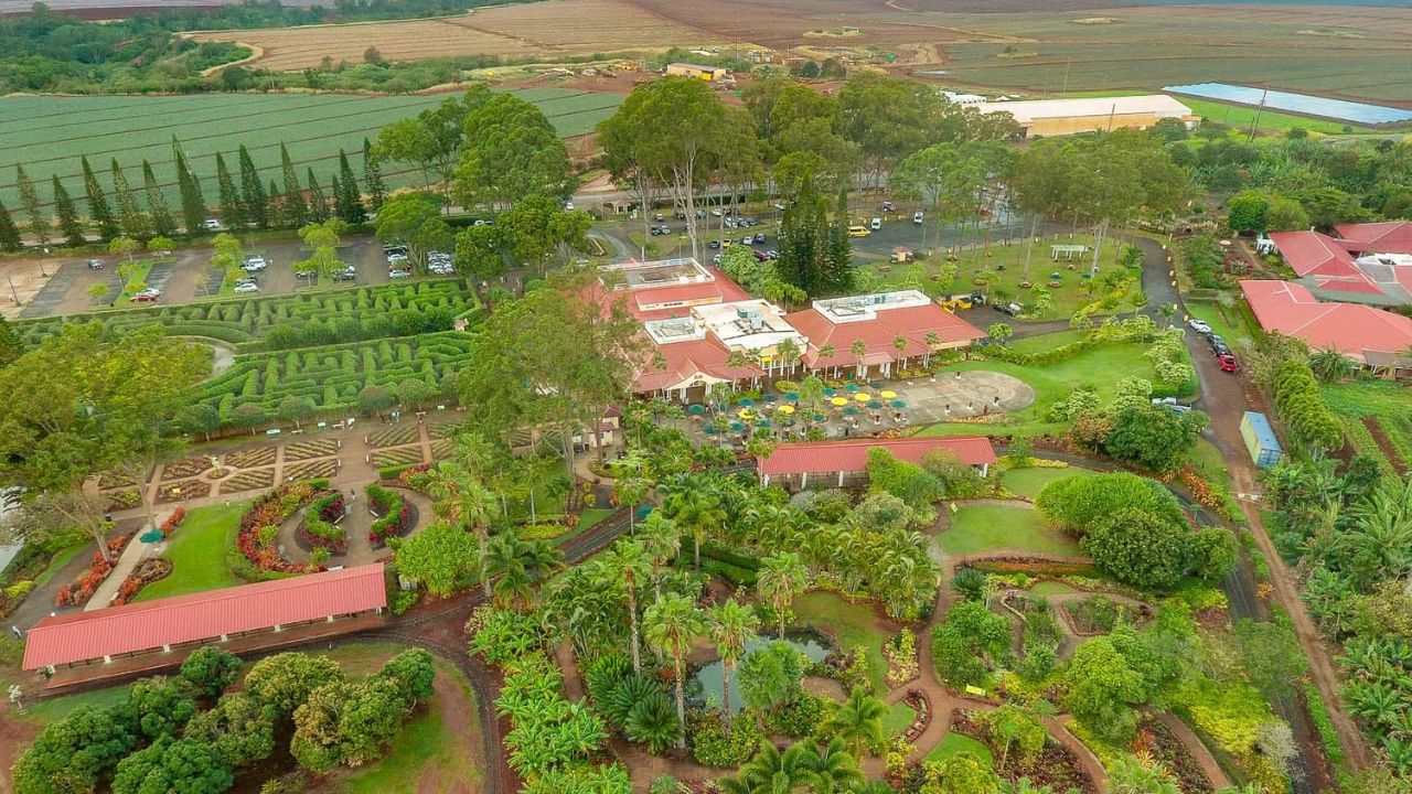 Mayor granja de piña del planeta: de Hawái a Floresta do Araguaia, con producción de piña a gran escala, historia, logística y jugo concentrado.