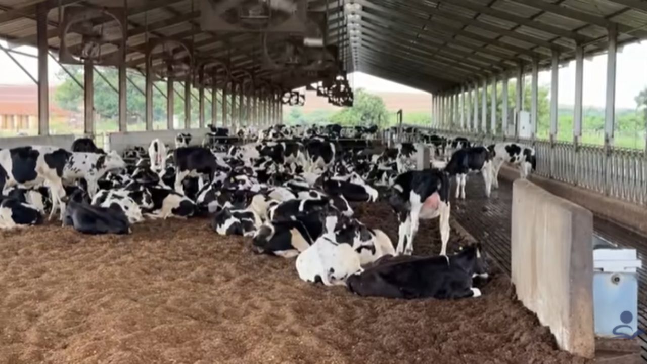 ordeño en la mayor granja de vacas lecheras de Brasil: Granja Colorado une bienestar animal y genética A2A2 para mantener producción alta.