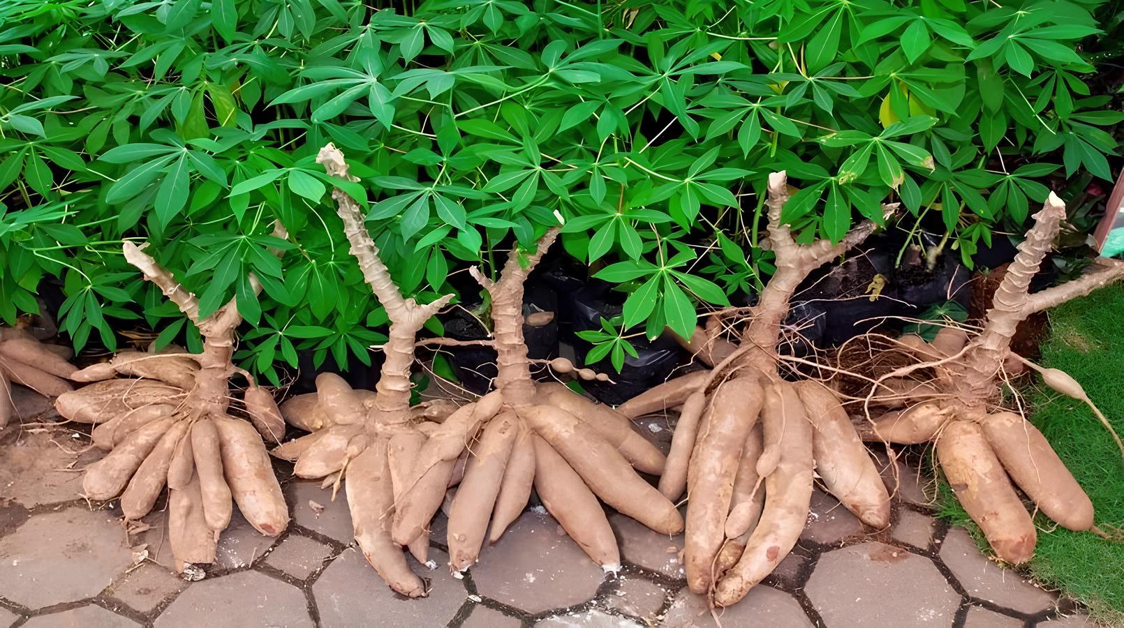 Maior produção de mandioca do país está no Pará: milhões de toneladas, cultura ancestral e um alimento que sustenta cidades inteiras