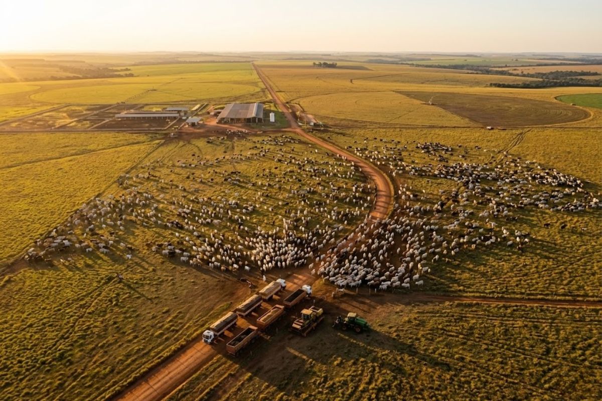 Megafazenda Beetaloo Station na Austrália é vendida por US$ 300 milhões, com 90 mil gado, referência global da pecuária e das maiores transações rurais.