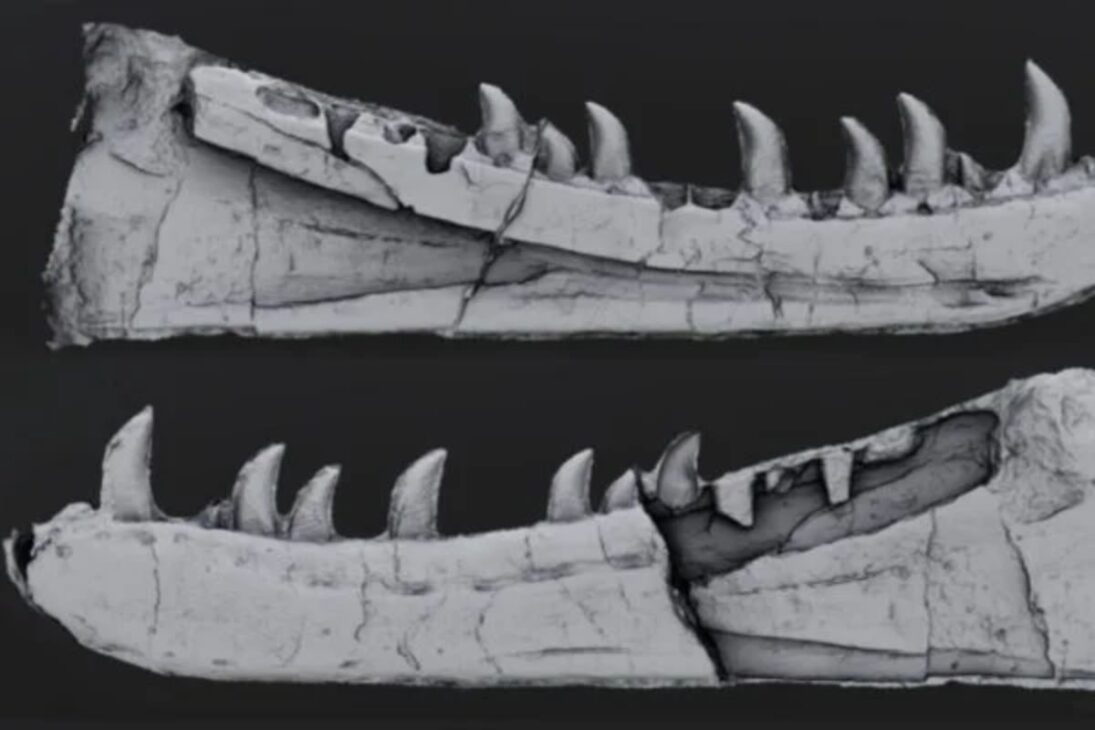 Descubrimiento de megamamífero prehistórico en el Geoparque Seridó revela pereza gigante, detalla la megafauna brasileña del Pleistoceno e impulsa turismo científico en RN.