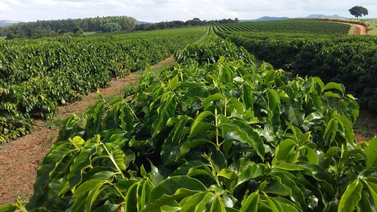 Brasil sigue siendo el líder mundial en café verde, con producción de café en Brasil fuerte, consumo de café verde en aumento y Mogiana bajo presión climática.