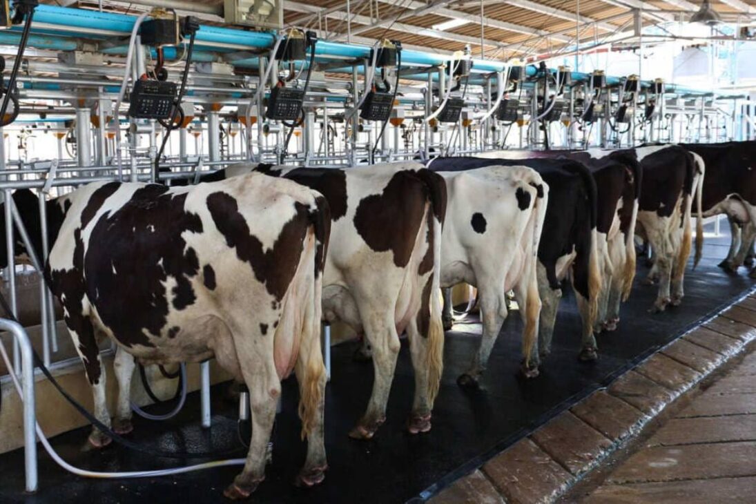 Incluso con fuerte caída en el precio de la leche, 10 vacas en la ganadería lechera con silo de maíz y ración aún garantizan lucro mensual al productor.