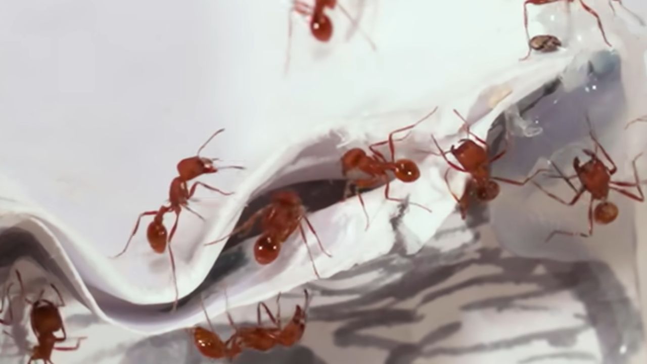 hormigas muestran como mil hormigas enfrentan desafíos extremos, crean puentes vivos, cruzan cabo suspendido y entran en el cofre de papel en prueba de laboratorio.