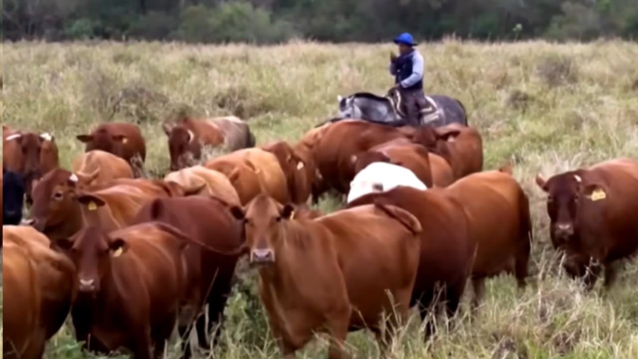 El Chaco Paraguayo Expone La Carretera Mortal De Camioneros, Vaqueros Y Menonitas Entre Barro, Calor Extremo Y Aislamiento Para Sobrevivir Y Mantener Tradiciones.
