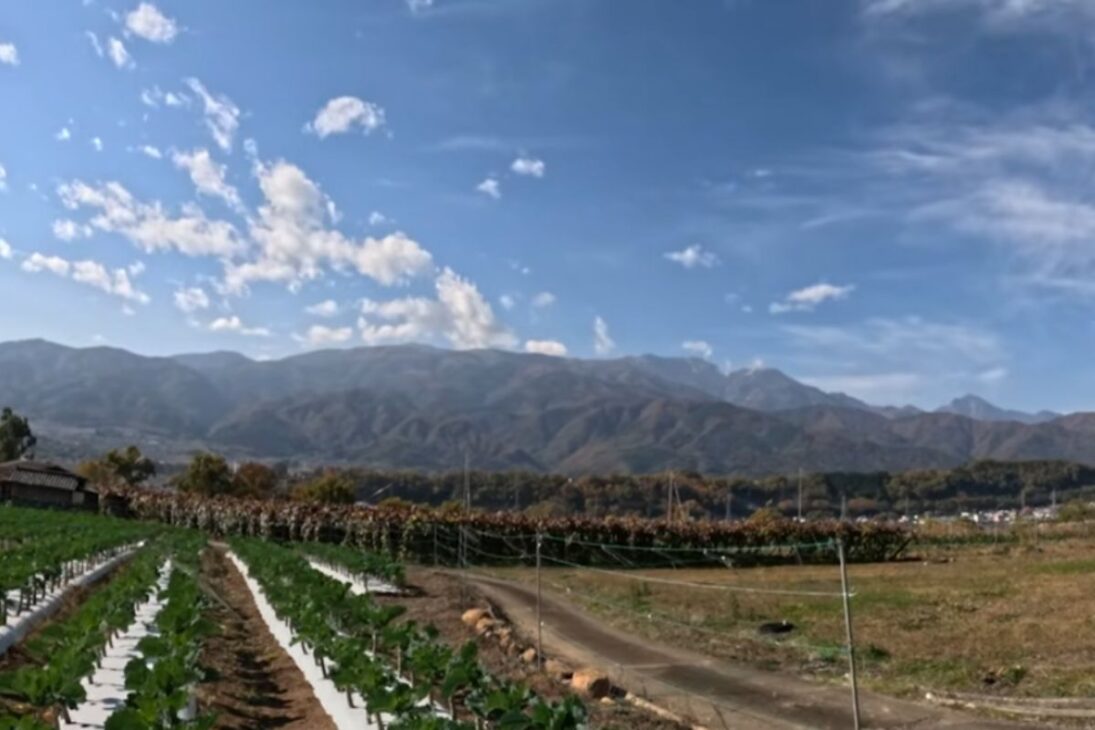 En Japón, agricultor brasileño cultiva col rizada y hortalizas en montaña y transforma el trabajo en la huerta en renta estable.