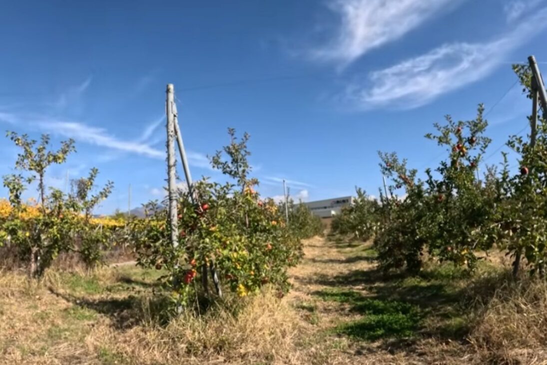 En Japón, agricultor brasileño cultiva col rizada y hortalizas en montaña y transforma el trabajo en la huerta en renta estable.
