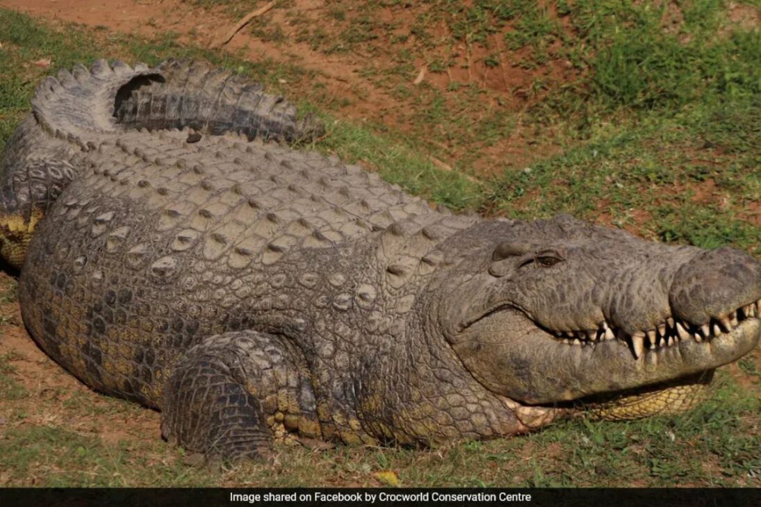 Henry, el cocodrilo más viejo del mundo en el Crocworld Conservation Centre, es un cocodrilo del Nilo símbolo de la longevidad en cautiverio y de la inmunología comparada.