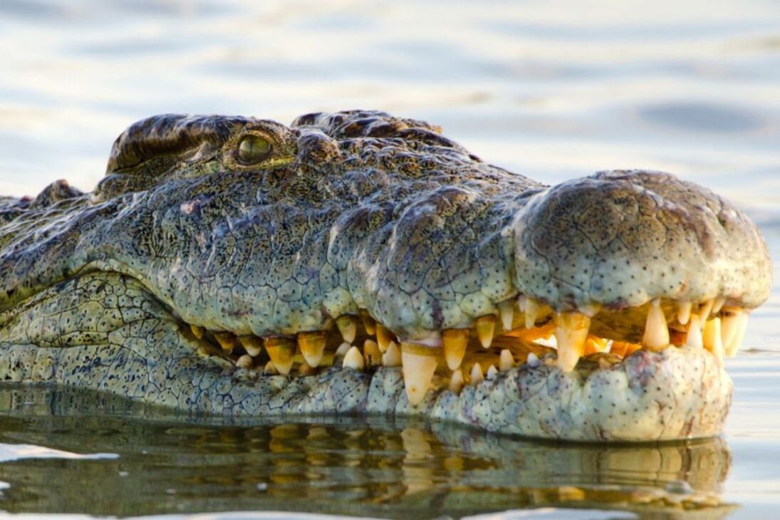 Henry, el cocodrilo más viejo del mundo en el Crocworld Conservation Centre, es un cocodrilo del Nilo símbolo de la longevidad en cautiverio y de la inmunología comparada.